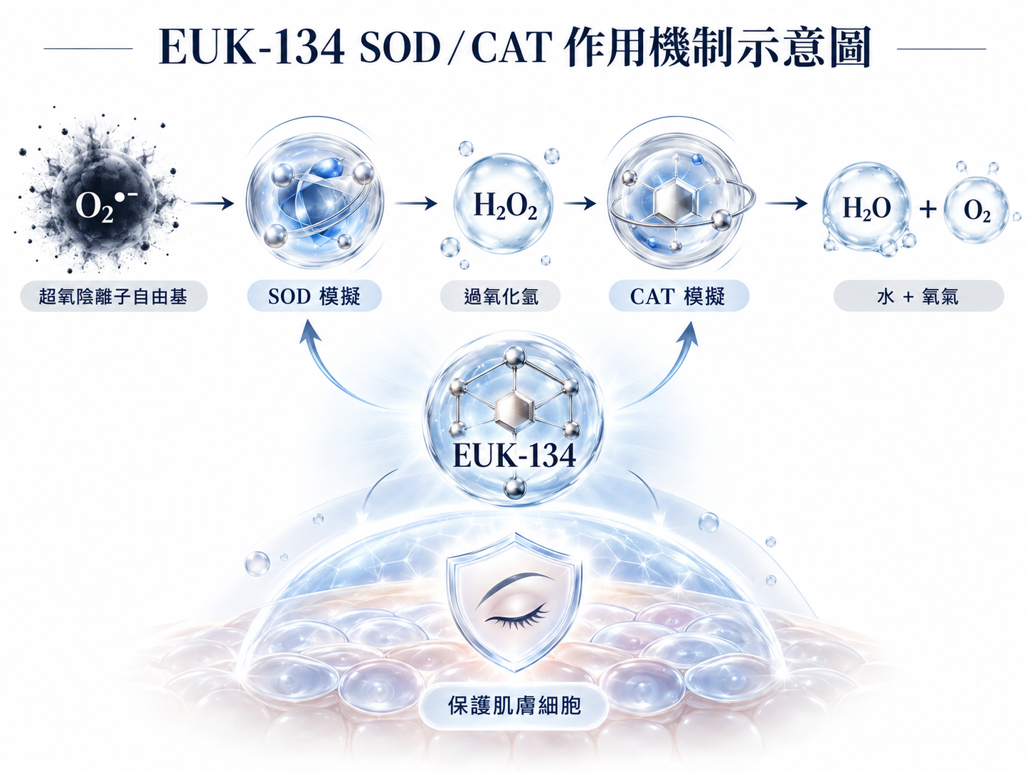 EUK-134 SOD CAT作用機制示意圖